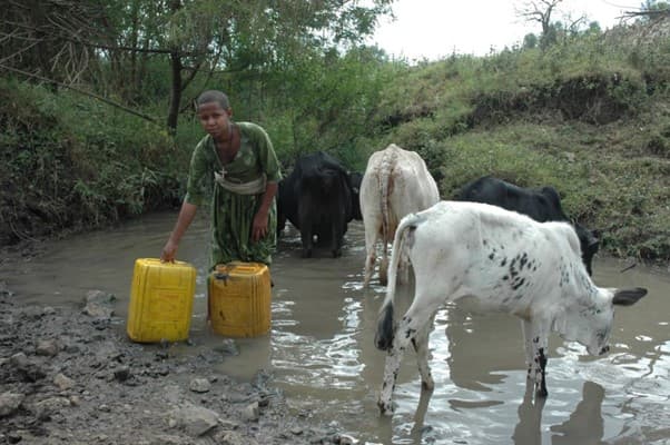Families drink from the same untreated water source as livestock